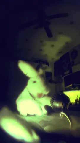 (EXTENDED) radio/video - system of a down  ★ #bunny #soad #systemofadown #systemofadownfans #numetal @systemofadown 