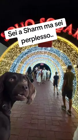 #Meme #MemeCut #CapCut #sharmelsheikh #napoli 
