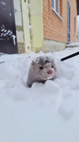 The ferret is full of joy#ferretsoftiktok #ferret #funnyanimals #happy #fyp 