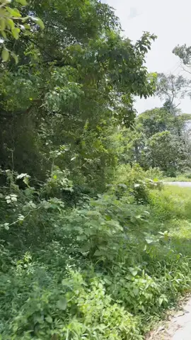 Roaming in #thekkady   #kerala #kochi #india #traveltiktok 