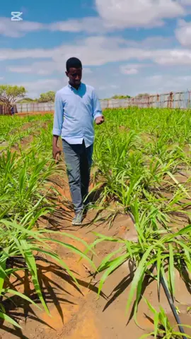 Cowski wali si fcn bu noogu socda alhm #agriculture #beerahasomalia #veiws #barbaroni #foryou 