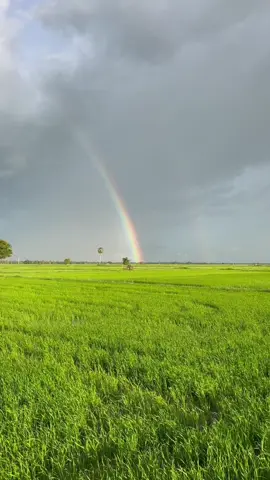 #ទេសភាពស្រុកស្រែ🌄🏜️🌱🌼🌾🐟 #ត្រឹមកូនអ្នកស្រែ🌿🌾💚 #អ្នកស្រែស្បែកខ្មៅ🧑🏿‍🦱🌾 