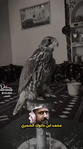#explore #شعر  محمد ابن دانوك الطير