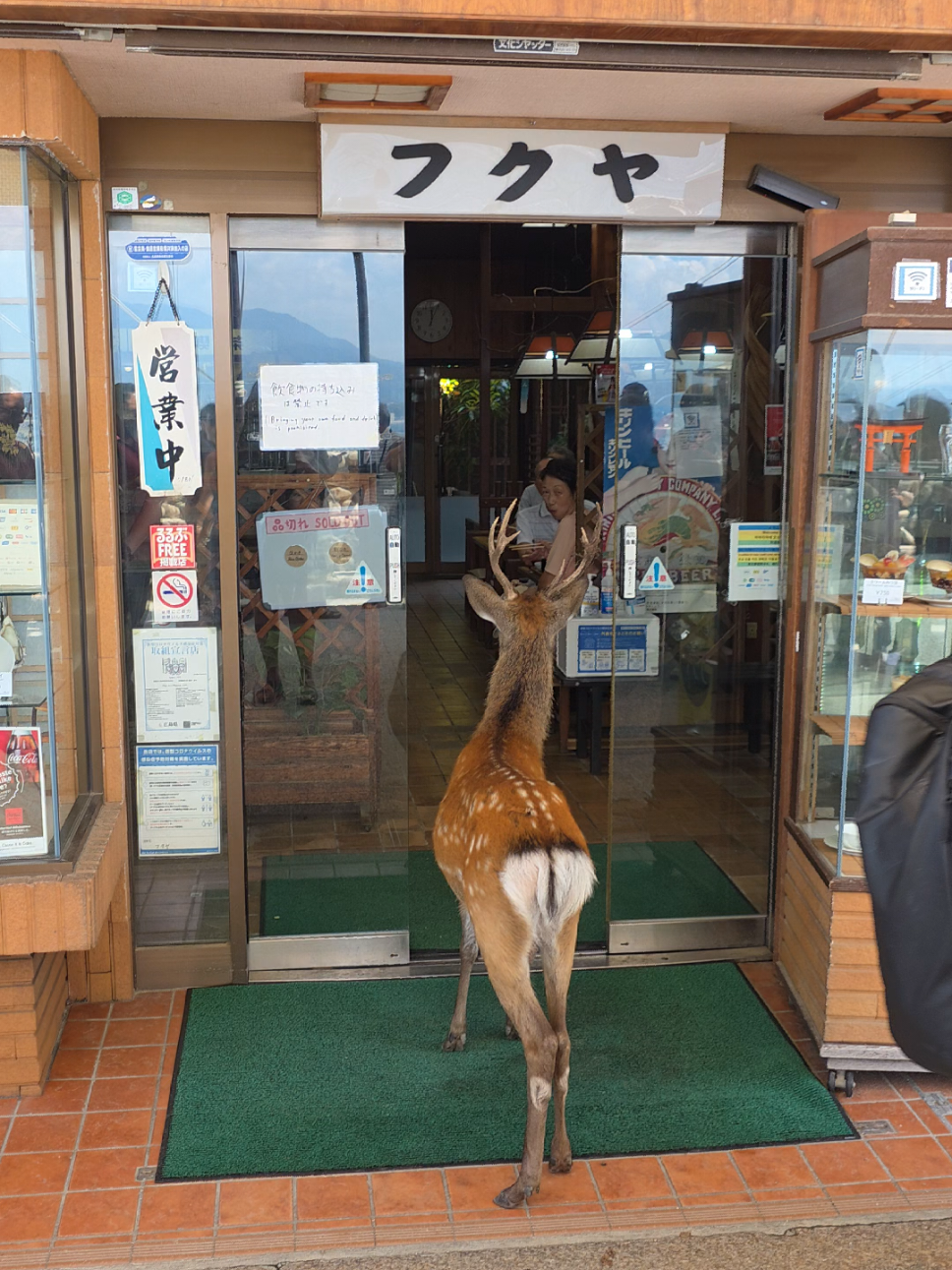 poor guy is just trying to have lunch! #miyajima #japan #deer #funnyanimals 
