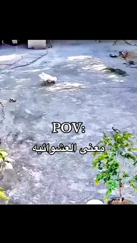 كميه عشوائيه في ذا المقطع ماهي طبيعي#عشوايات #foryo #viral 