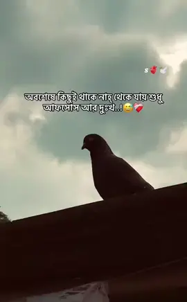আপনার না হওয়া মহারানী,,,🫀👑✈️ #🌿♥️🥀👰‍♀️🇧🇩🕊️🇸🇦🤴🥀♥️🌿  #🇸🇦✈️প্রবাসীরমহারানী✈️🇸🇦  #♥️🐦🥀🇧🇩 #🥀🖤 