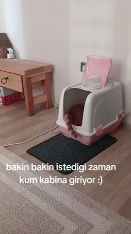 INANMADINIZ BANA :) Bay efendim kum kabı küçük vay efendim kolları yok kuma giremez dediniz , ben dedim keyfine göre yapıyor diy3 dimi :) canı isteyince nasılsın da girdi ama :) inst@osmankaplanhaysever  #animals #rescuedog #dog #istanbul #ankara #kesfet #kedi #kittens #kittenlove 