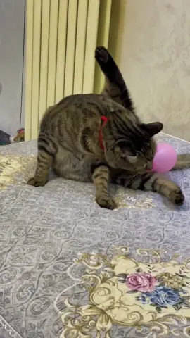 Balloons!!! Run!!! 🙀🎈#funnycats #funnyanimals #petvideos #cat #catsoftiktok #fyp #usa #longervideos