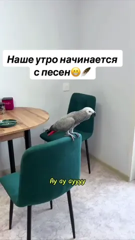 Уже и вниз головой болтает😆🪶 клюв не закрывается 🫣