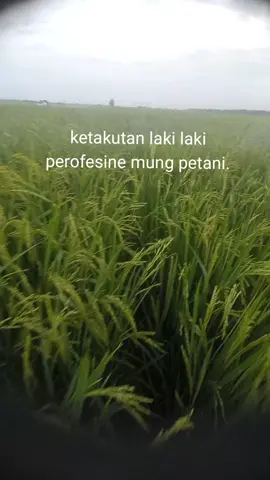 #petani #muda #nikmatihidup #anak #petanimuda #trending #trendingsong #fyp  nemen rek rekoso dadi petani muda)