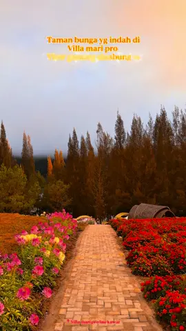 yuk bunganya lagi mekar .... di areal taman bunga villamariprolaukawar   wa admin langsung: 081360447910