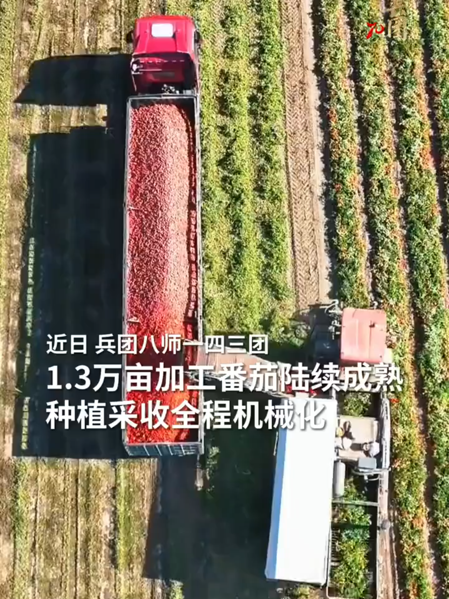 Les tomates sont en pleine récolte, et la cueillette mécanisée se déroule de manière ordonnée. #Chine
