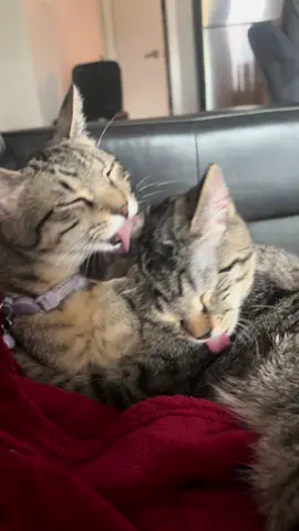 “are we about kiss right now” ahh cats #fyp 