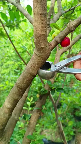 budidaya barbados cherry🍒🍒 #grafting #airlayering #bonsaisianci #program #belajar 