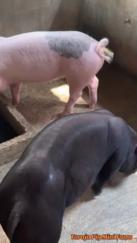 Keep up the spirit💪💪#peternakmudaindonesia #peternakmuda #fyppppppppppppppppppppppp #peternakmilenial #pigfarm #torajautara #torajapigminifarm #penghunikandang #biosecurykandang #peternakrumahan🔥 #viraltiktok #pejantangacor #berbagigentik #inseminasibuatan #calonpejantan #calonindukan #babihitam #LYD 