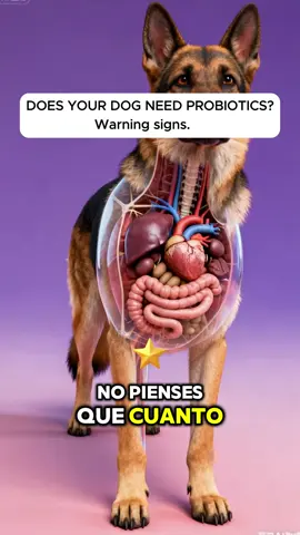 ¿Conoces estos síntomas de los perros?#fyp #dog #tiktok 
