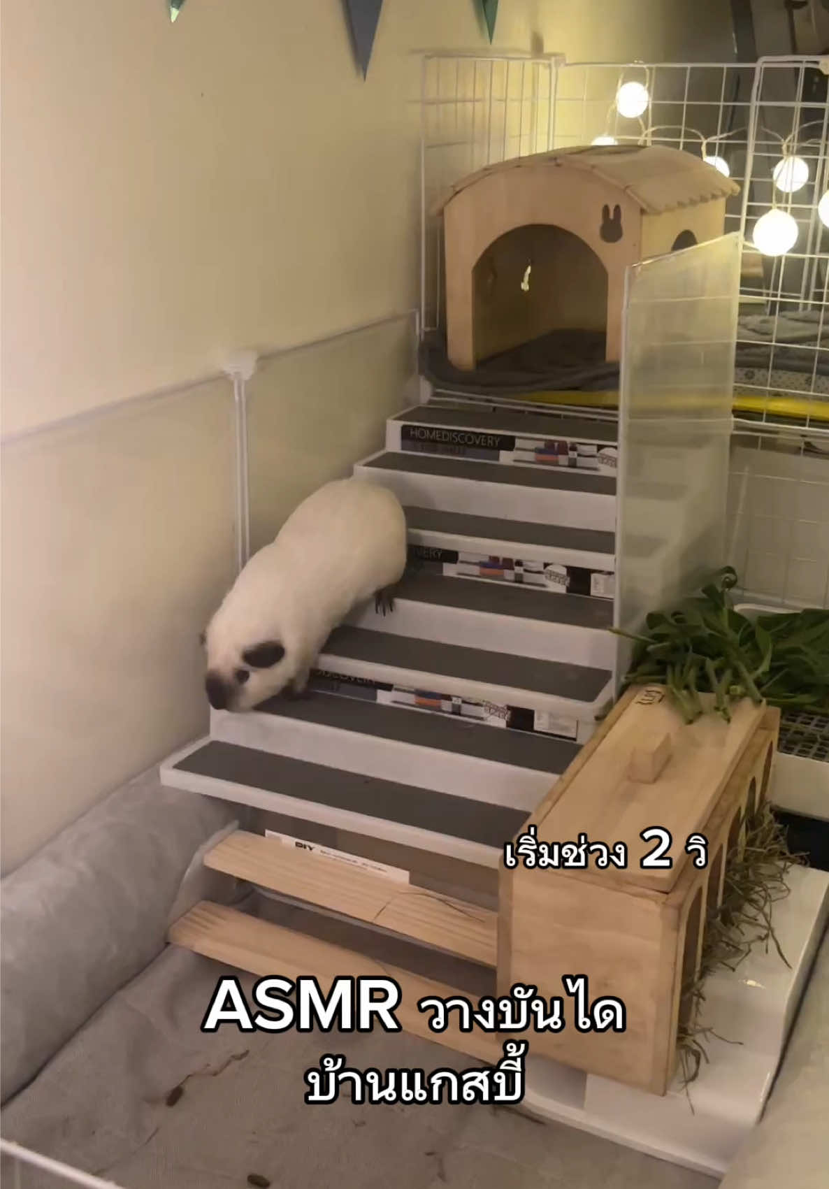 ASMR ต่อบันไดบ้านแกสบี่💕🥰 . . . . #แกสบี้ #guineapigs #cutepet #mypet #PetsOfTikTok 