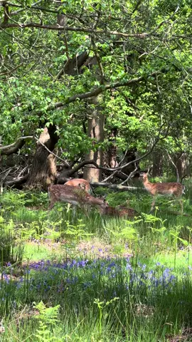 Deers walking in magnificent Richmond park #london #richmond #deers #sunnyday #nature 
