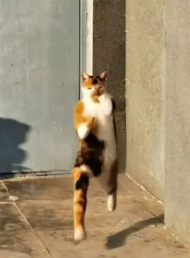 Kungfu cat #xuhuong #pet #cat #kungfu #funnyvideos 