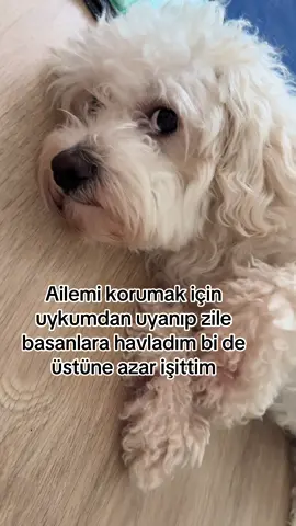 #dogsoftiktok #maltese #havanese #poodle #hund 