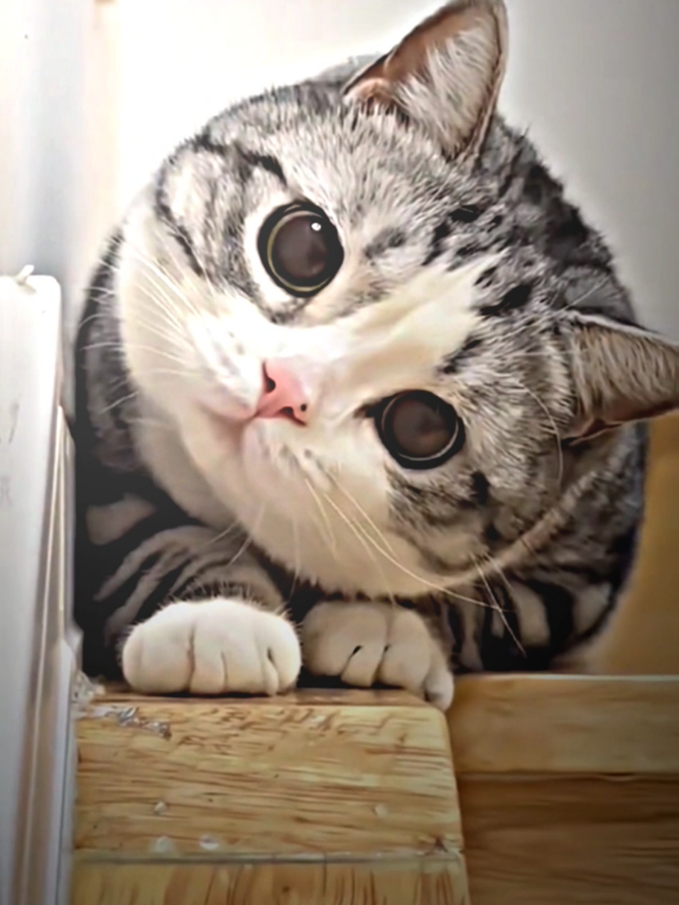 cute 😹 #cat #viraltiktok #catsoftiktok #catlover #fypforyoupage 