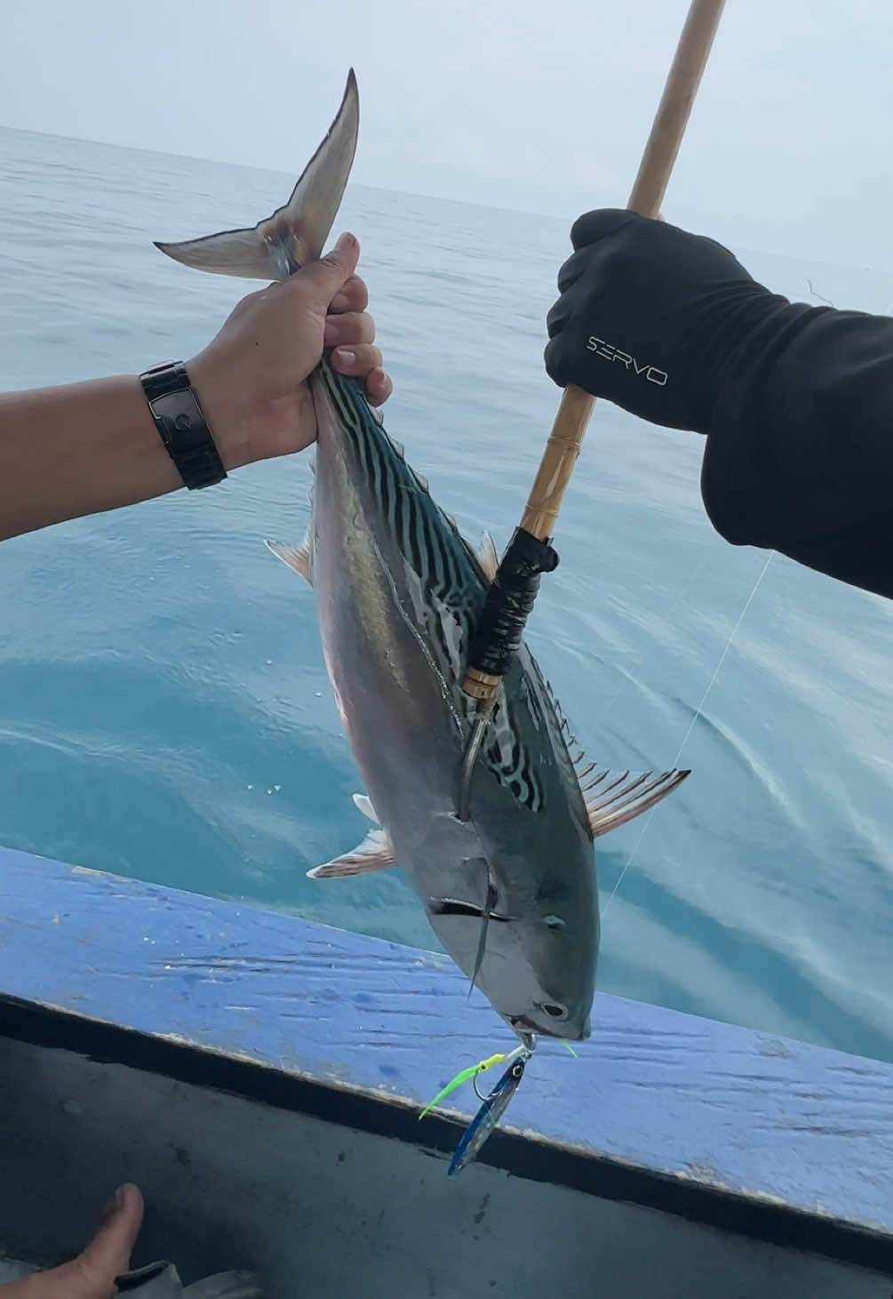 Trip selasa 16 september mancing +liburan santuy 😁  Selamat menyaksikan kami para angler fomo 🤣 Btw pinjem soundnya pak guru @ArifPulauNasi 🙏🏻🙏🏻 #mancingmania #peenn #joranmelengkung #fyp #jiging 