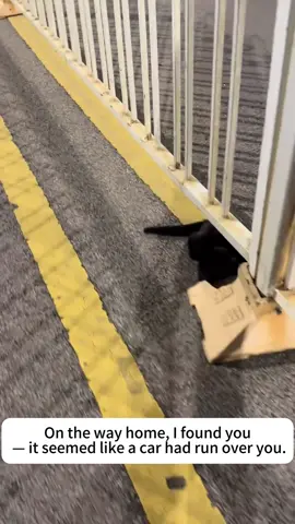 I rescued a cat #adoptdontshop #foryou #heartwarming #cat #fyp 