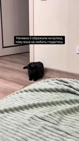 Виявилось, що я та сама «запасна людина»🥲 #котики #blackcat #cattok 
