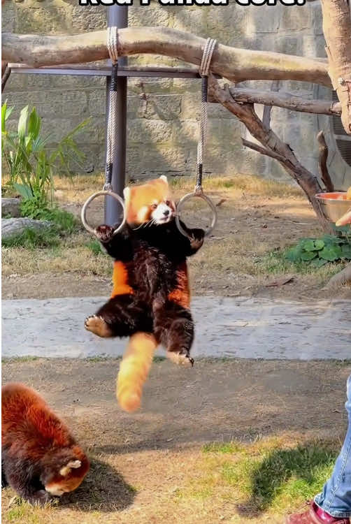 Funny red panda #fun #funny #funnyanimals #redpanda #funnyredpanda #funnytiktok #fyp #fypシ #foryou #redpanda