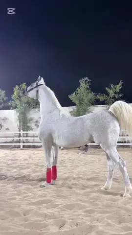 ماشاءالله_تبارك_الله لاتنسى_ذكر_الله صلوا_على_رسول_الله #الخيل_العربية #الخيل_الأصيلة #الخيل_الجميله #جموح_الخيل #فروسية 