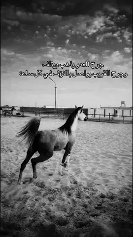 #خيل_وخياله🐎 #viral #fyp #اقتباسات #اكسبلورexplore 