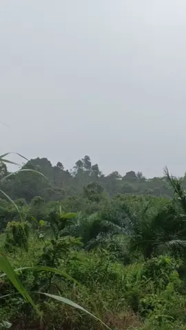 sore pantau kebun pas hujan 🙂‍↔️ #perintisbukanpewaris #petaniindonesia🇮🇩🇮🇩🇮🇩🌿🌿 #sawitontiktok #semuaorang #fyp 