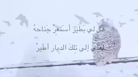 لعَلي 🙏🏻.  .  .  .  #yyyyyyyyyyyyyyyyyyyyyyyyyyyyyy #foryou #fyp #اقتباسات 