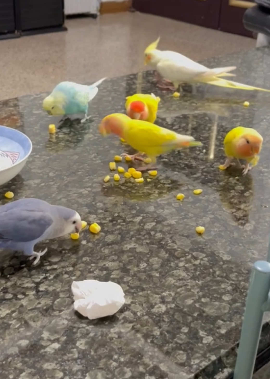 #birds #birdsoftiktok #pet #lovebirds #fyp 