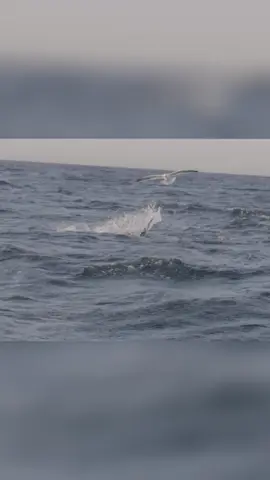 Grand requin blanc : Le super prédateur des eaux 🦈 #attaque #requin #tiktokviral #pourtoi #documentaire 