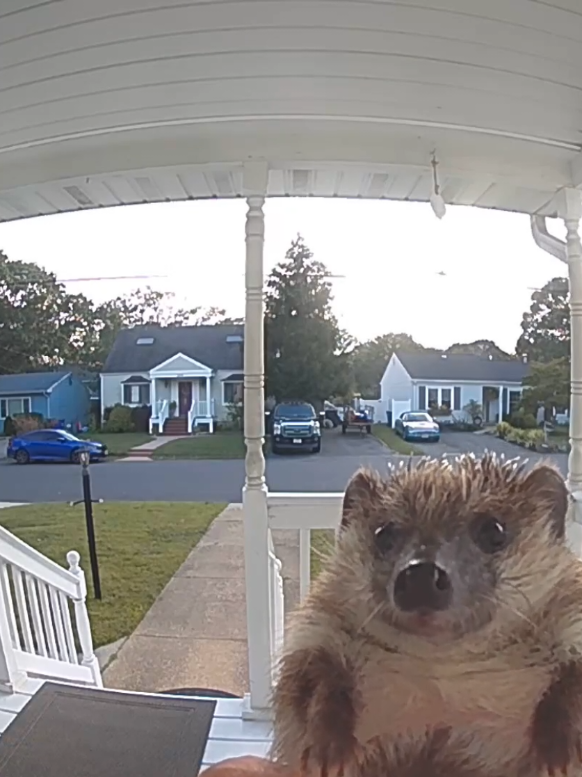 Good thing for @Ring cameras these days ..I'd definitely answer the door for him😂😂💙 #hedgehog #ring #sonic  #animals #run