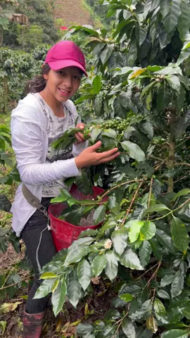 Llegó el tiempo de la floración en el #cafe #campo 