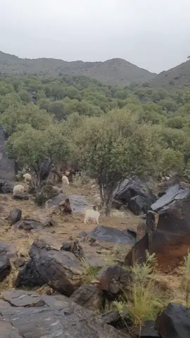 #🐏🐏🔗🔗🔗🔗🌷🌷🌷❤❤
