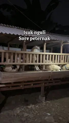 #fypシ #fypage #peternakkambingmuda #pengusahamuda #sobatngaret 