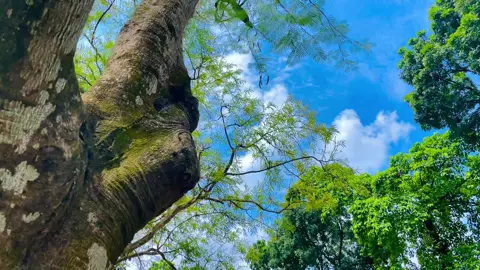 সুন্দর জিনিস উপোভোগ করার জন্য সুন্দর একটা মন থাকা দরকার 😊🫵 #প্রকৃতি #sky #anfeezemyaccont #viralvideo #tiktok @💫আকাশের ঠিকানা 💥 