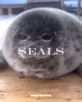 захотел сделать эдит 😧#тюлени #тюленьчики #seals #seal #fyp 