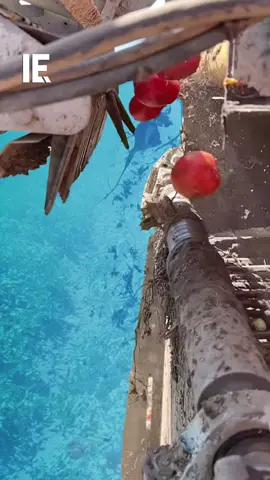 Watch tomatoes getting sorted by a harvester in slow motion! 🎥 californiaagchat / IG