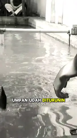 Cobain aja bro… di harian dapet, di lomba apalagi !! #raja7mancing #hobymancing #storymancing #UmpanJuara #mancingmania 