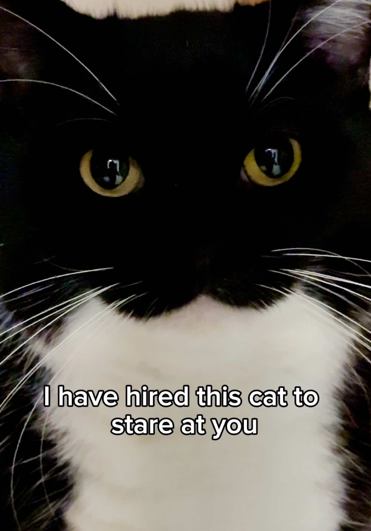You can’t escape Uni’s gaze  #catsoftiktok #fyp #uni 