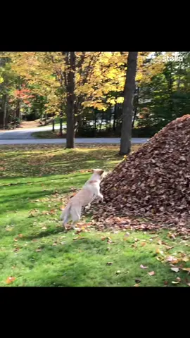 Don’t stop beleafin’ 🍂🍁 #stellasleafpiles #pawtumn #dogsofmaine #dogtok #labrador 