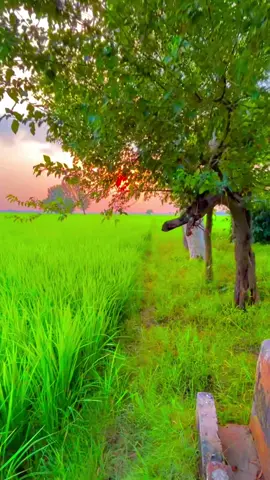 #🍂میرا-سونا_ پنڈ_لنگے-ضلع -سیالکوٹ🌅🍃🌾❤️#shabanhaider1000✅🌱 #foryoupage #unfrezzmyaccount 