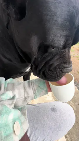 Виявляється любить песик лате без кофеїну ☕️🍶 #корсоЧарлі #dog #собака 