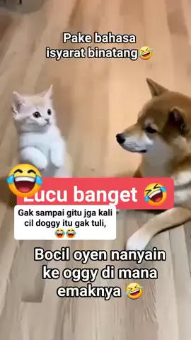 Anak Oyen bikin Ulah🤣❤️ #oyen #catsoftiktok #catslovers #kucingtiktok #lewatberanda 