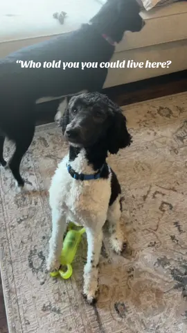 I thought I paid to live here #fyp #poodlesoftiktok 
