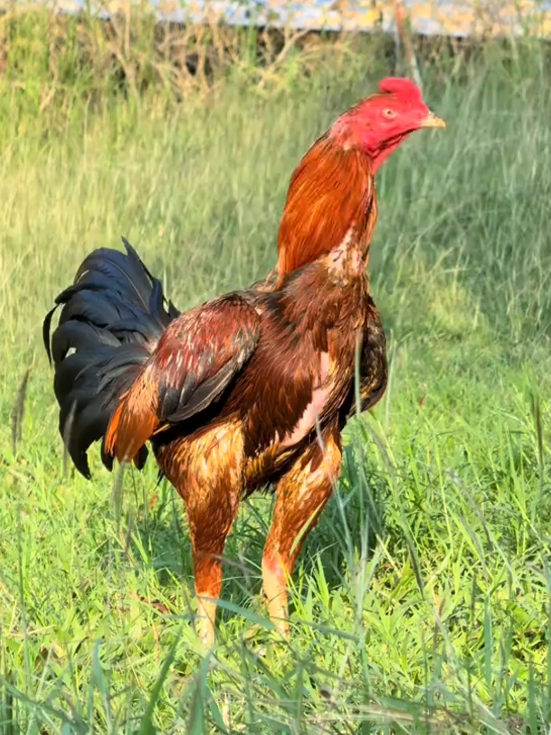 เจ้าธันเดอร์⚡️#แสนเสน่ห์ #ไก่ชน #ไก่ชนพม่า #คลิปล้านวิว #reels